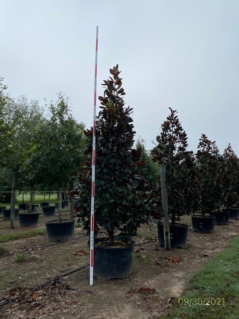 magnolia-grandiflora-d-d-blanchard-southern-magnolia-d-d-blanchard-southern-magnolia