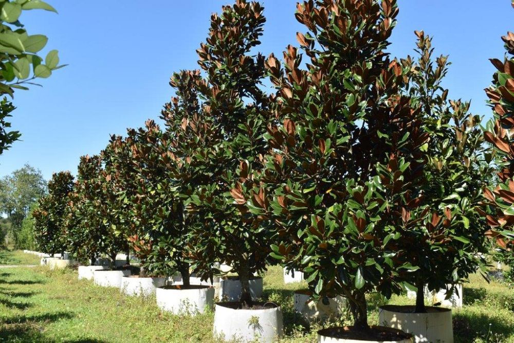 magnolia-grandiflora-d-d-blanchard-southern-magnolia-d-d-blanchard-southern-magnolia
