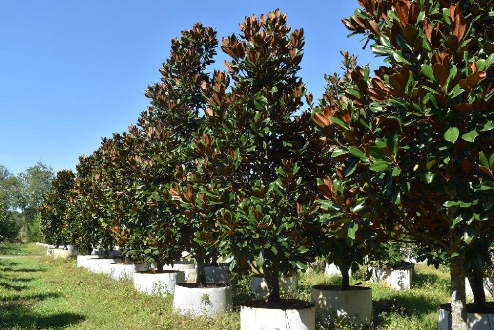 magnolia-grandiflora-d-d-blanchard-southern-magnolia-d-d-blanchard-southern-magnolia