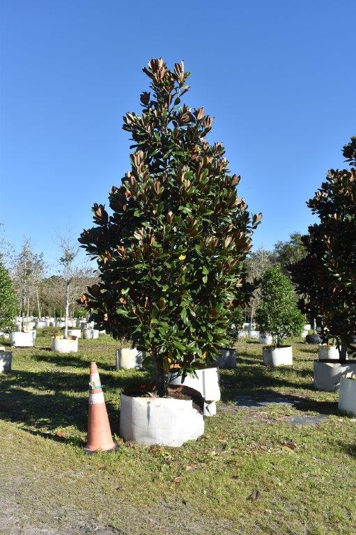 magnolia-grandiflora-d-d-blanchard-southern-magnolia-d-d-blanchard-southern-magnolia