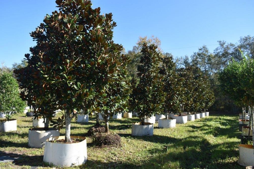 magnolia-grandiflora-d-d-blanchard-southern-magnolia-d-d-blanchard-southern-magnolia