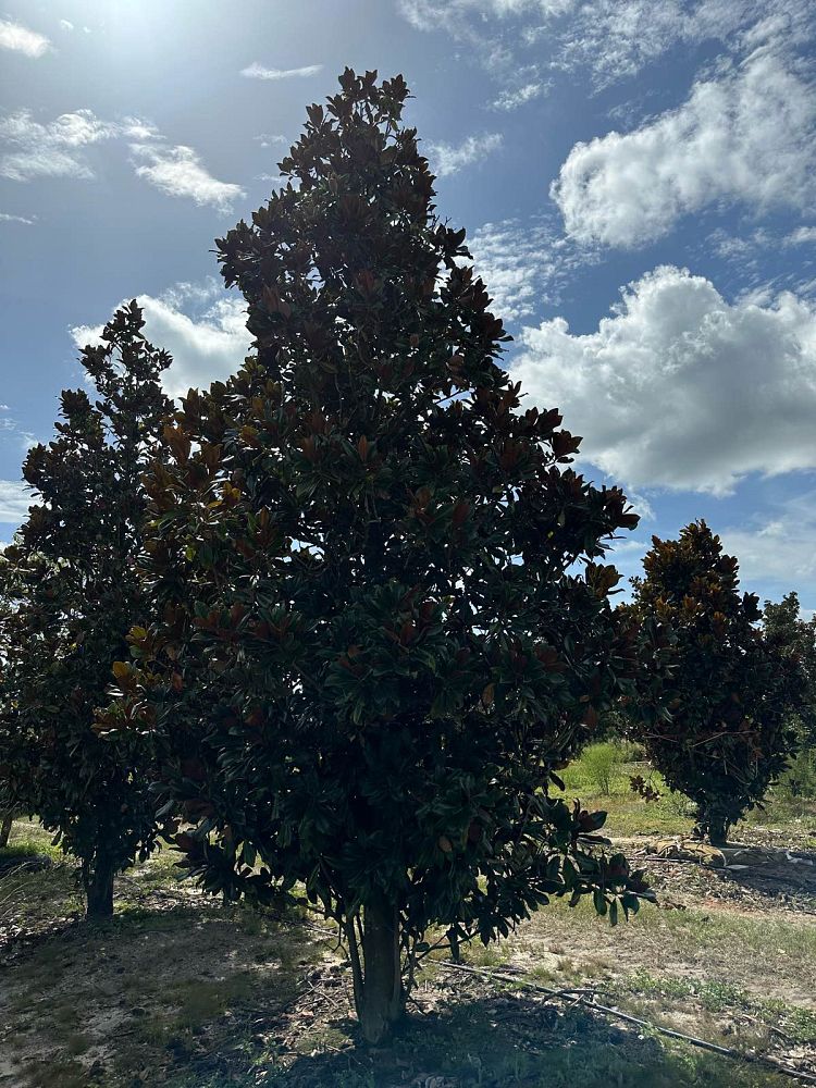 magnolia-grandiflora-d-d-blanchard-southern-magnolia-d-d-blanchard-southern-magnolia