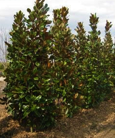 magnolia-grandiflora-d-d-blanchard-southern-magnolia-d-d-blanchard-southern-magnolia