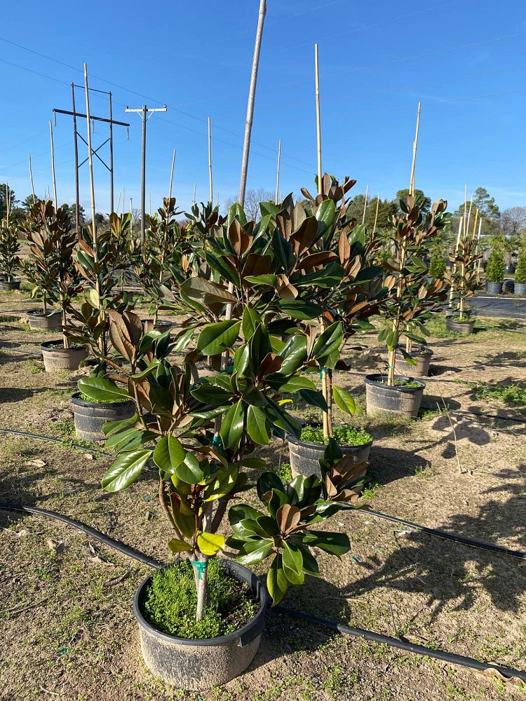 magnolia-grandiflora-d-d-blanchard-southern-magnolia-d-d-blanchard-southern-magnolia