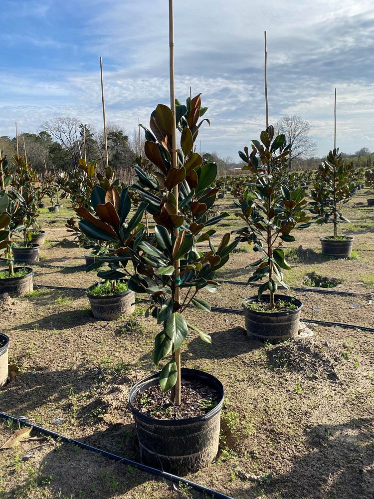 magnolia-grandiflora-d-d-blanchard-southern-magnolia-d-d-blanchard-southern-magnolia