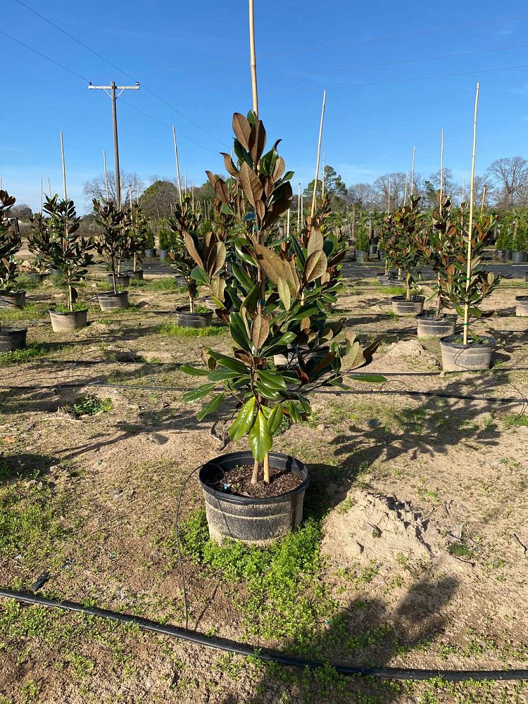 magnolia-grandiflora-d-d-blanchard-southern-magnolia-d-d-blanchard-southern-magnolia