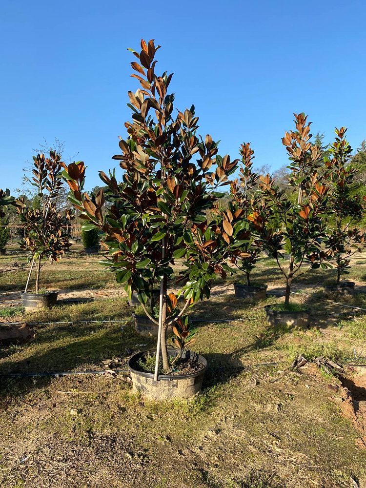magnolia-grandiflora-d-d-blanchard-southern-magnolia-d-d-blanchard-southern-magnolia