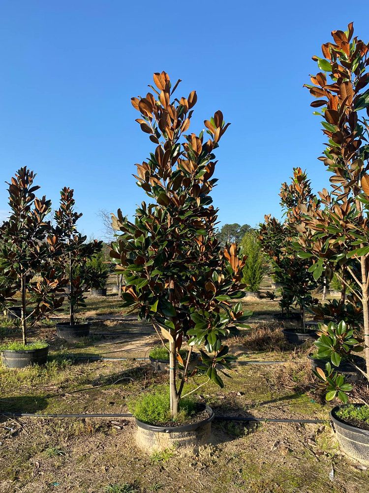 magnolia-grandiflora-d-d-blanchard-southern-magnolia-d-d-blanchard-southern-magnolia