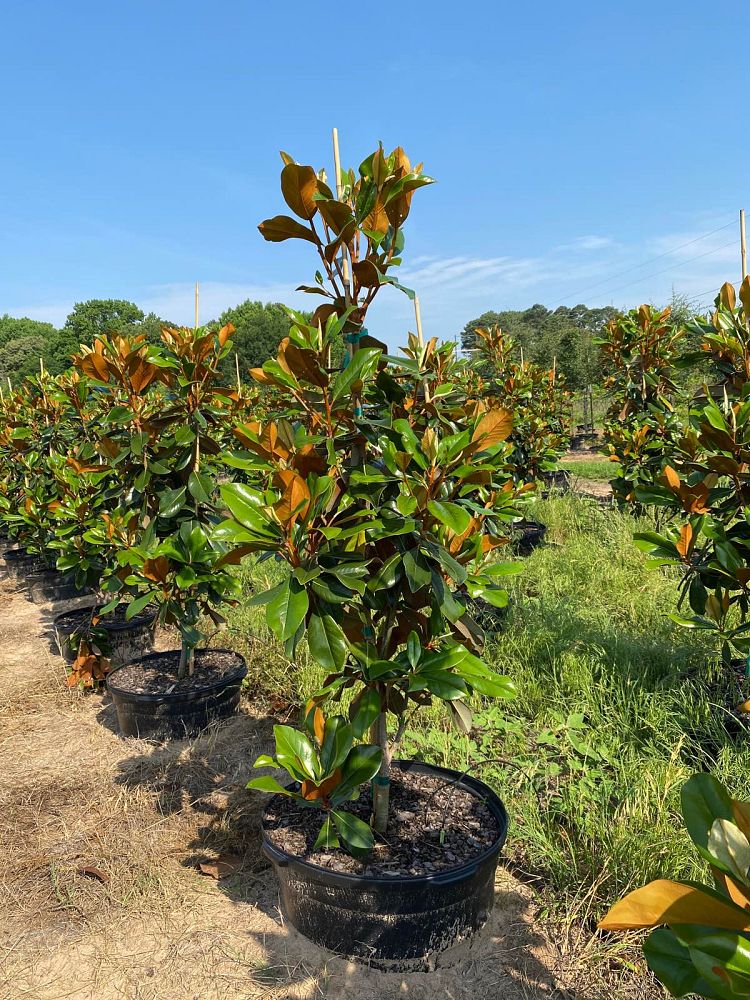 magnolia-grandiflora-d-d-blanchard-southern-magnolia-d-d-blanchard-southern-magnolia