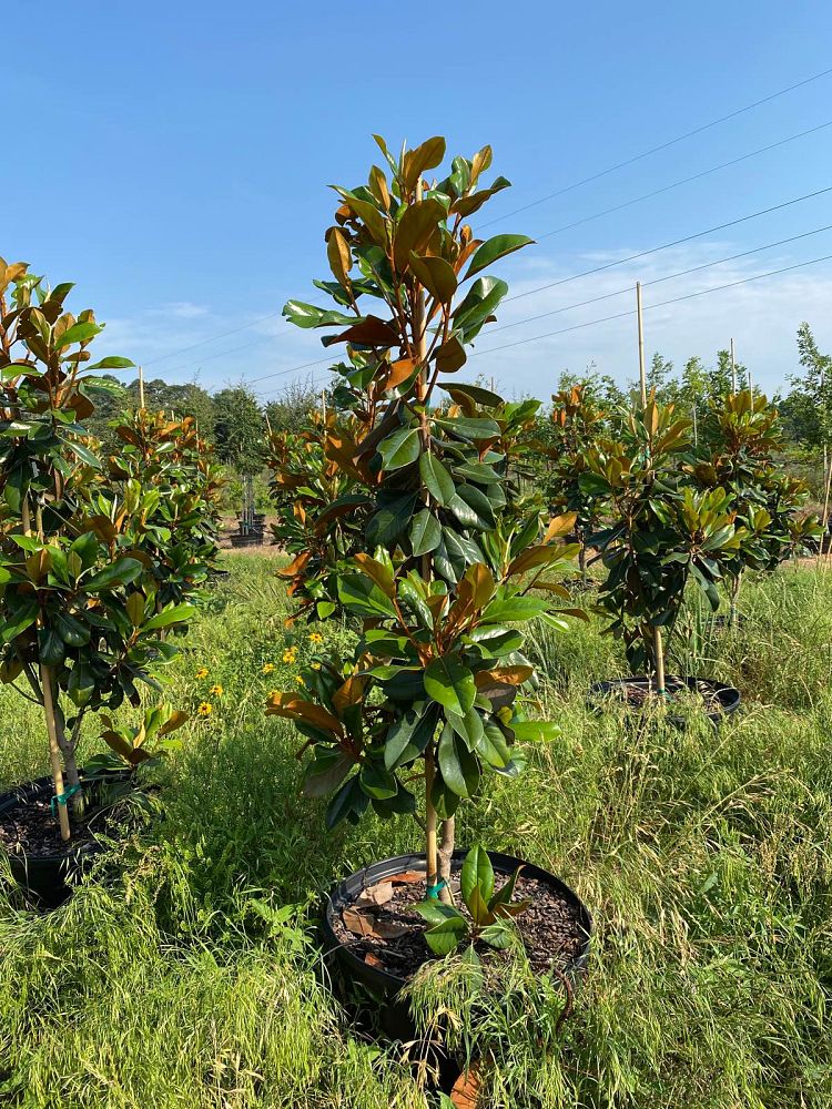 magnolia-grandiflora-d-d-blanchard-southern-magnolia-d-d-blanchard-southern-magnolia