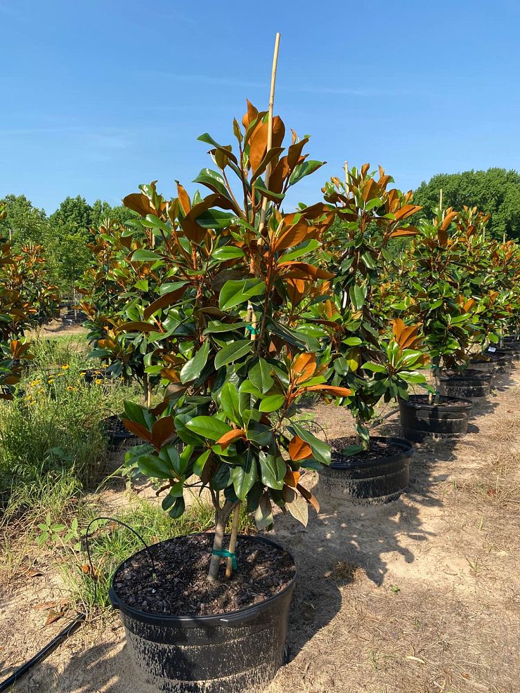 magnolia-grandiflora-d-d-blanchard-southern-magnolia-d-d-blanchard-southern-magnolia