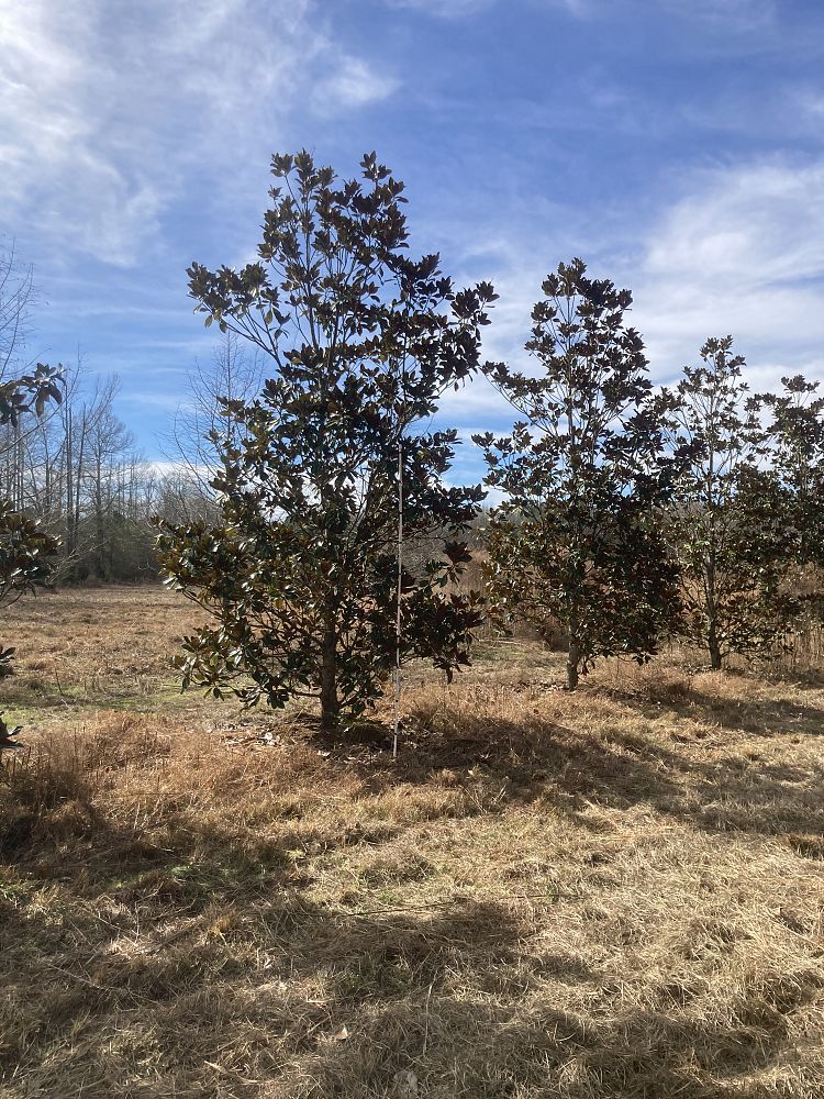 magnolia-grandiflora-d-d-blanchard-southern-magnolia-d-d-blanchard-southern-magnolia