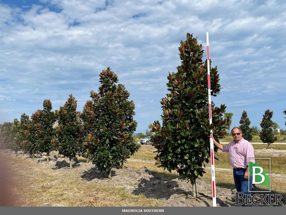 magnolia-grandiflora-d-d-blanchard-southern-magnolia-d-d-blanchard-southern-magnolia