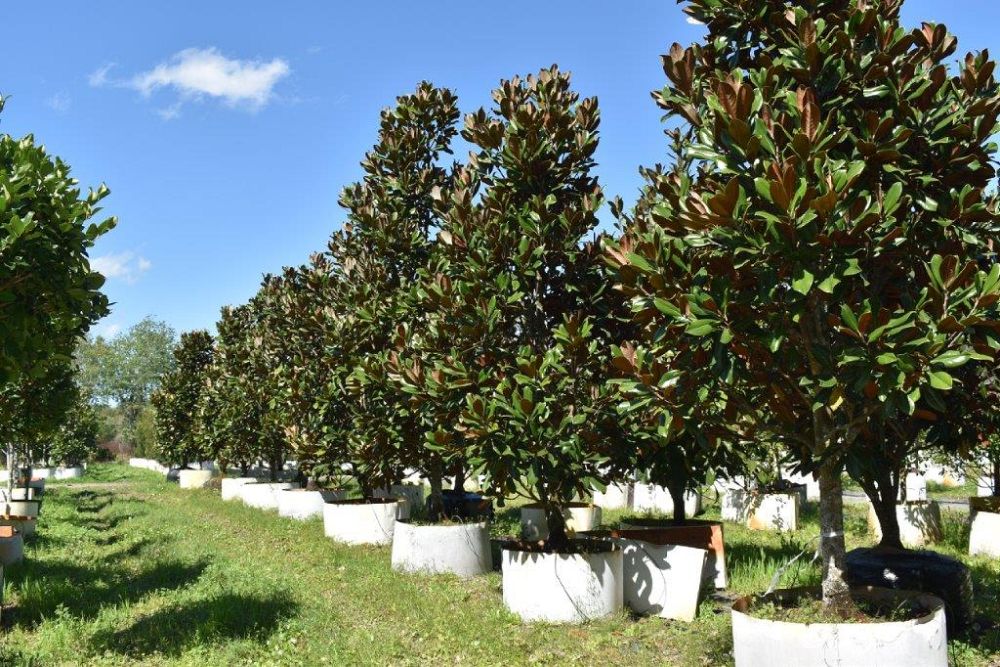 magnolia-grandiflora-d-d-blanchard-southern-magnolia-d-d-blanchard-southern-magnolia