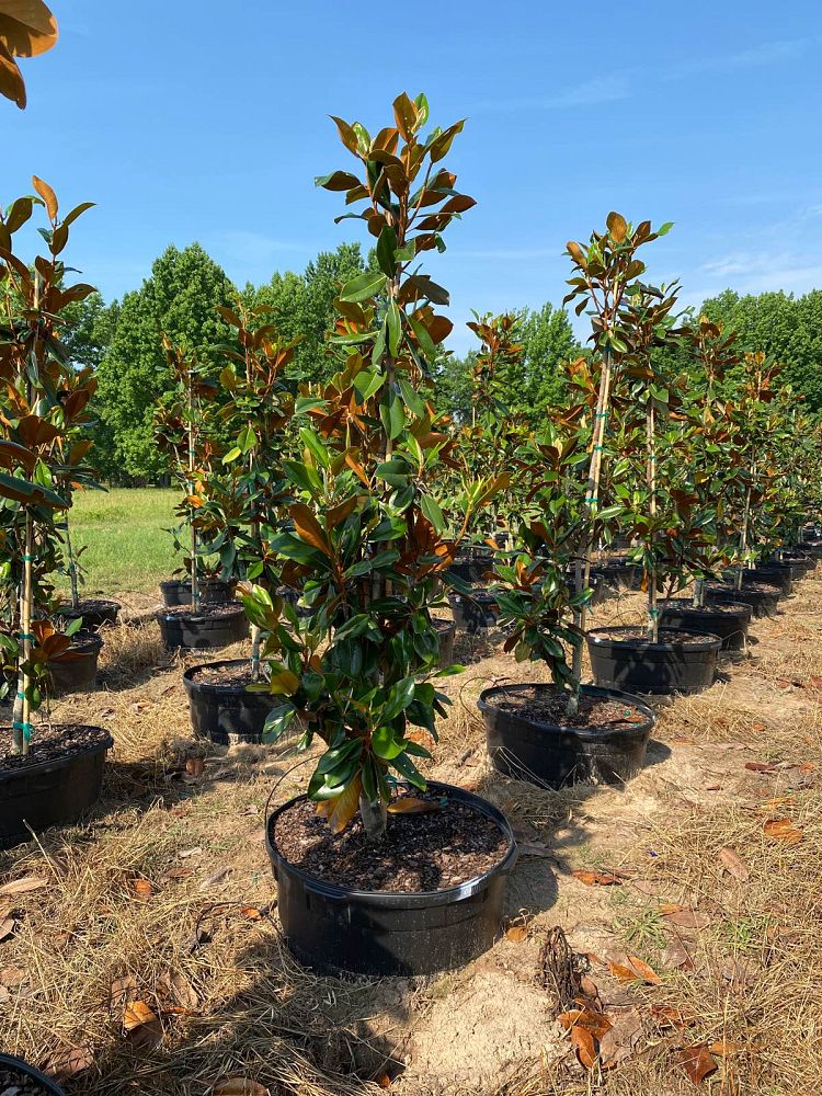 magnolia-grandiflora-d-d-blanchard-southern-magnolia-d-d-blanchard-southern-magnolia