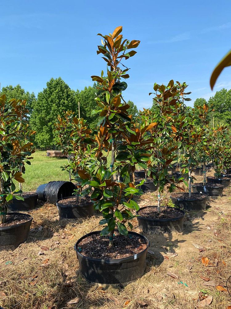magnolia-grandiflora-d-d-blanchard-southern-magnolia-d-d-blanchard-southern-magnolia