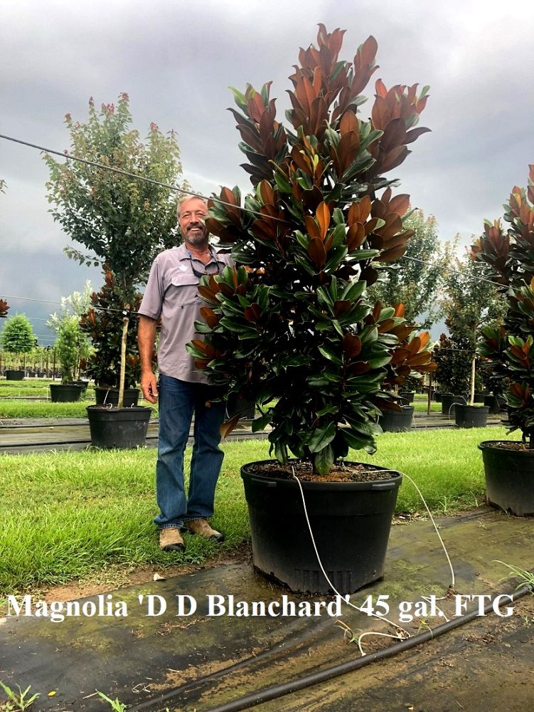 magnolia-grandiflora-d-d-blanchard-southern-magnolia-d-d-blanchard-southern-magnolia