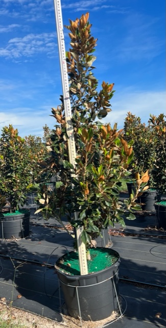 magnolia-grandiflora-d-d-blanchard-southern-magnolia-d-d-blanchard-southern-magnolia