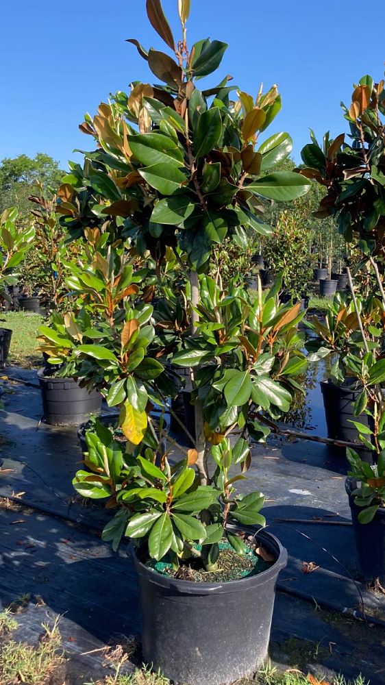 magnolia-grandiflora-d-d-blanchard-southern-magnolia-d-d-blanchard-southern-magnolia