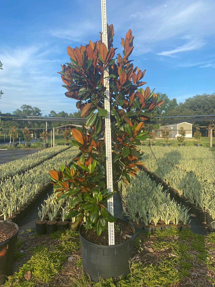 magnolia-grandiflora-d-d-blanchard-southern-magnolia-d-d-blanchard-southern-magnolia