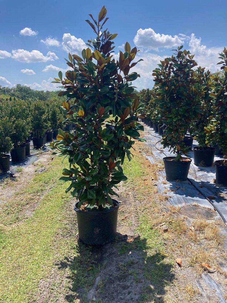 magnolia-grandiflora-d-d-blanchard-southern-magnolia-d-d-blanchard-southern-magnolia