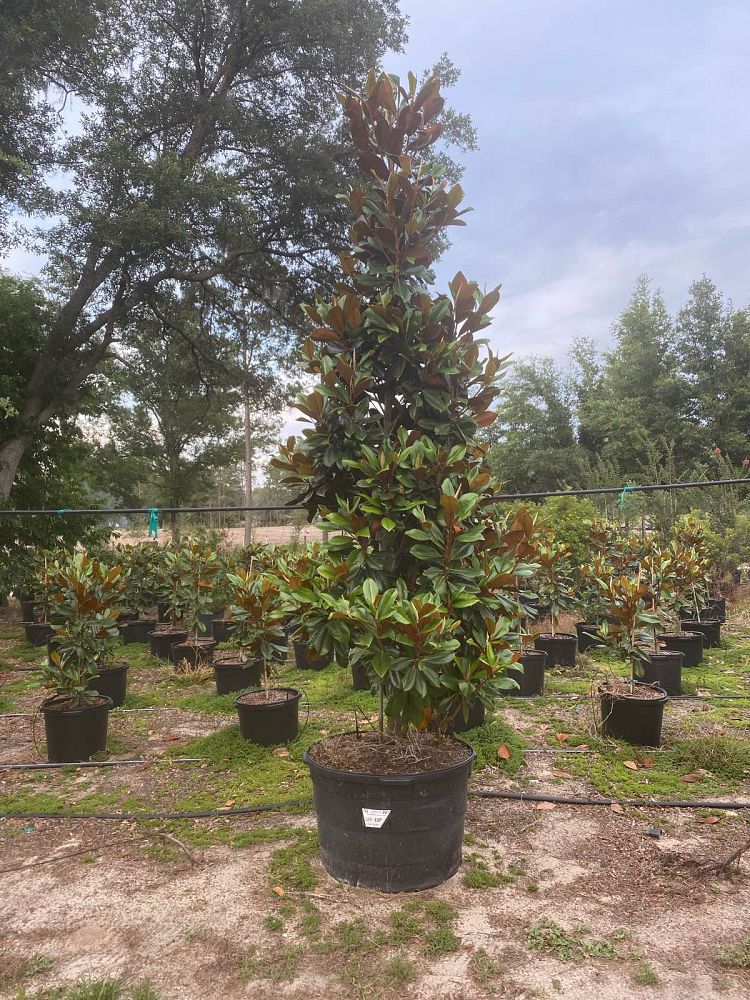 magnolia-grandiflora-d-d-blanchard-southern-magnolia-d-d-blanchard-southern-magnolia