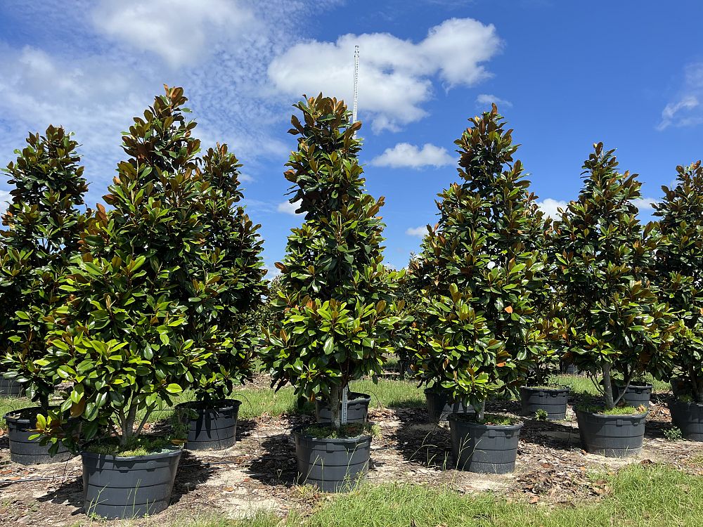 magnolia-grandiflora-d-d-blanchard-southern-magnolia-d-d-blanchard-southern-magnolia