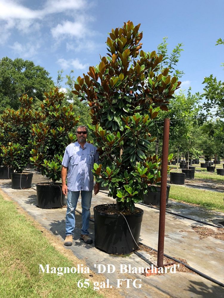 magnolia-grandiflora-d-d-blanchard-southern-magnolia-d-d-blanchard-southern-magnolia