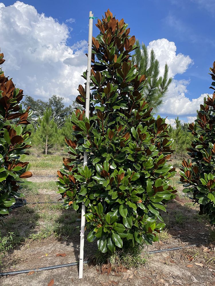 magnolia-grandiflora-d-d-blanchard-southern-magnolia-d-d-blanchard-southern-magnolia