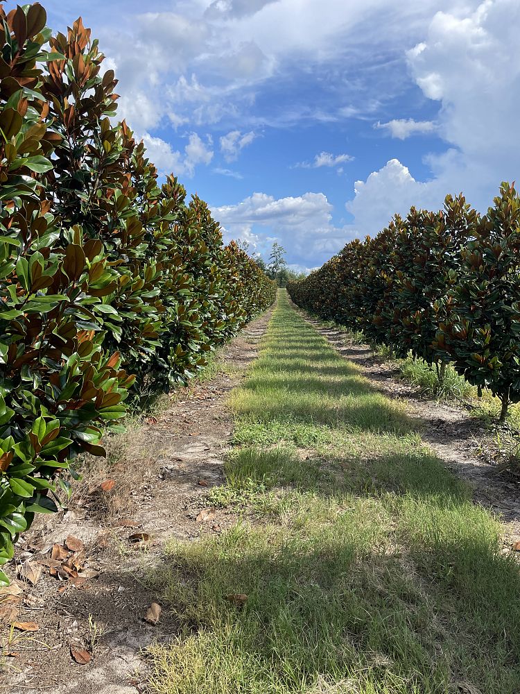 magnolia-grandiflora-d-d-blanchard-southern-magnolia-d-d-blanchard-southern-magnolia