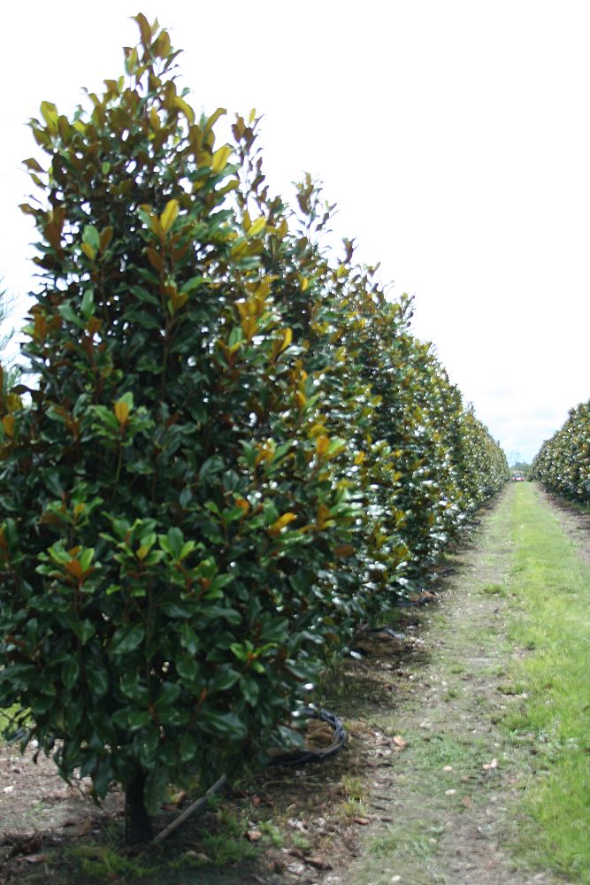 magnolia-grandiflora-d-d-blanchard-southern-magnolia-d-d-blanchard-southern-magnolia