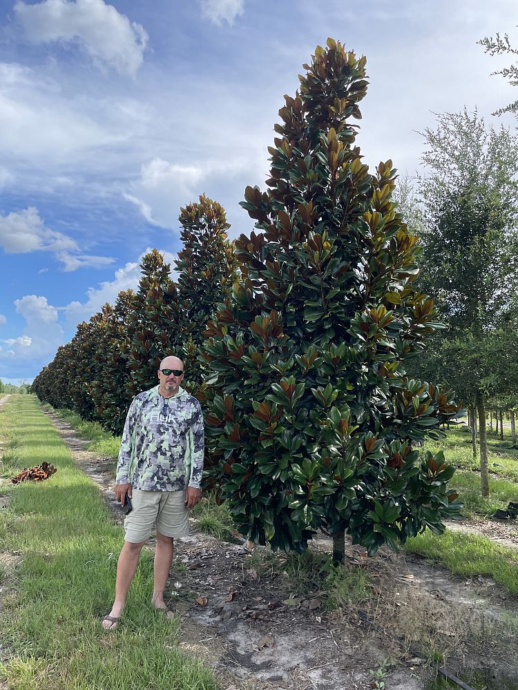 magnolia-grandiflora-d-d-blanchard-southern-magnolia-d-d-blanchard-southern-magnolia