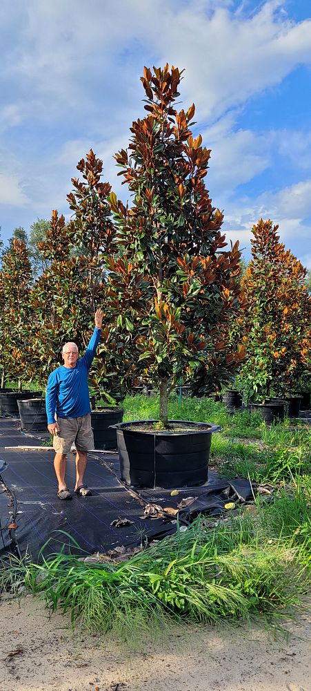 magnolia-grandiflora-d-d-blanchard-southern-magnolia-d-d-blanchard-southern-magnolia