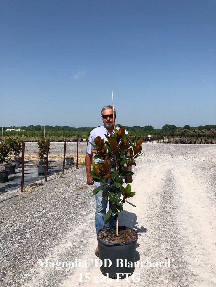 magnolia-grandiflora-d-d-blanchard-southern-magnolia-d-d-blanchard-southern-magnolia