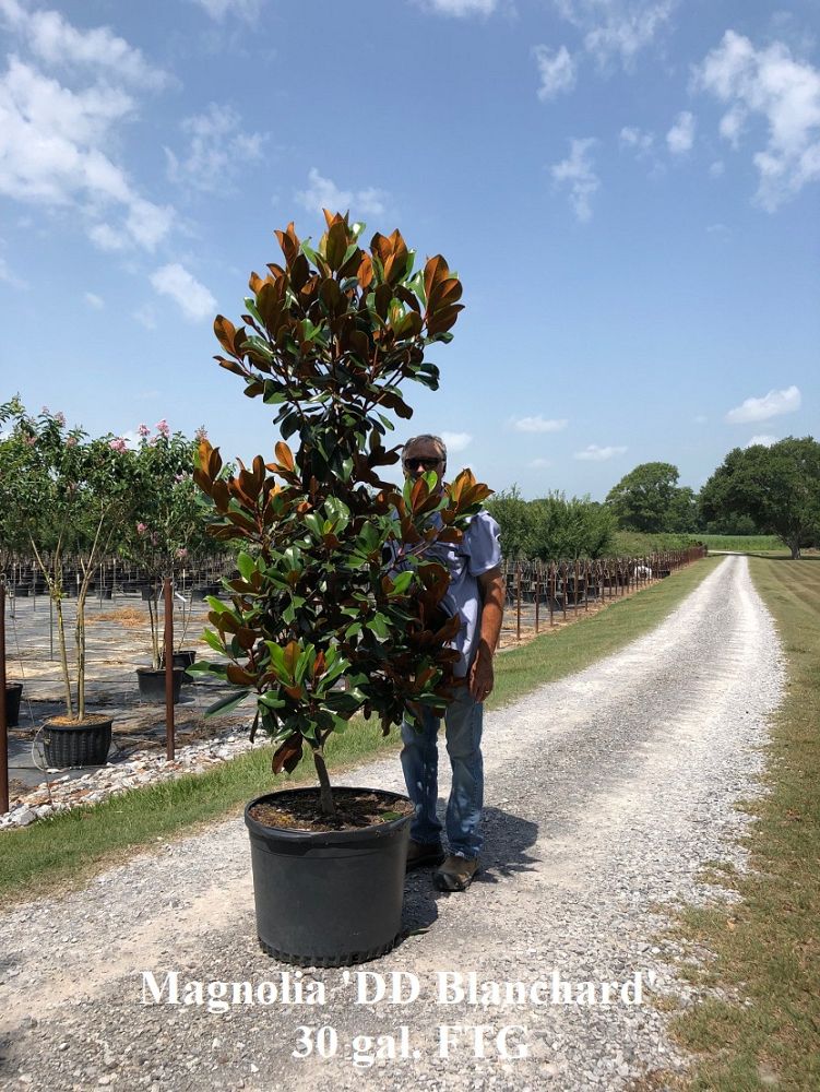 magnolia-grandiflora-d-d-blanchard-southern-magnolia-d-d-blanchard-southern-magnolia