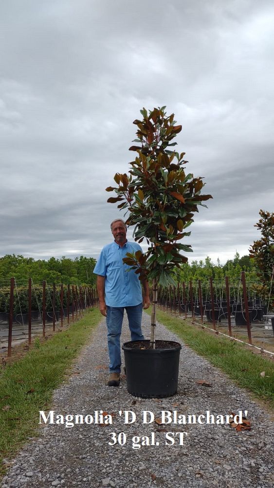 magnolia-grandiflora-d-d-blanchard-southern-magnolia-d-d-blanchard-southern-magnolia