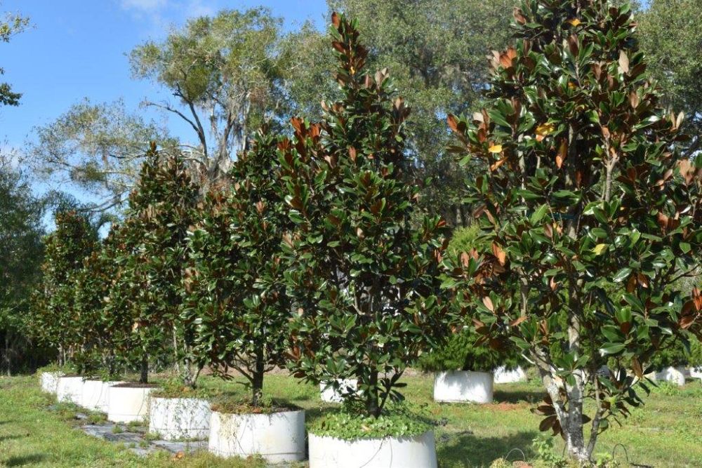 magnolia-grandiflora-d-d-blanchard-southern-magnolia-d-d-blanchard-southern-magnolia