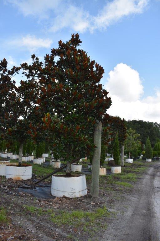 magnolia-grandiflora-d-d-blanchard-southern-magnolia-d-d-blanchard-southern-magnolia