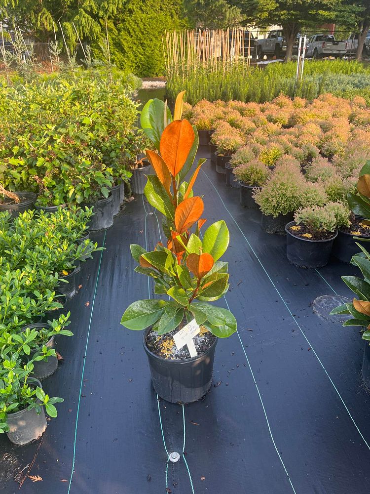 magnolia-grandiflora-d-d-blanchard-southern-magnolia-d-d-blanchard-southern-magnolia