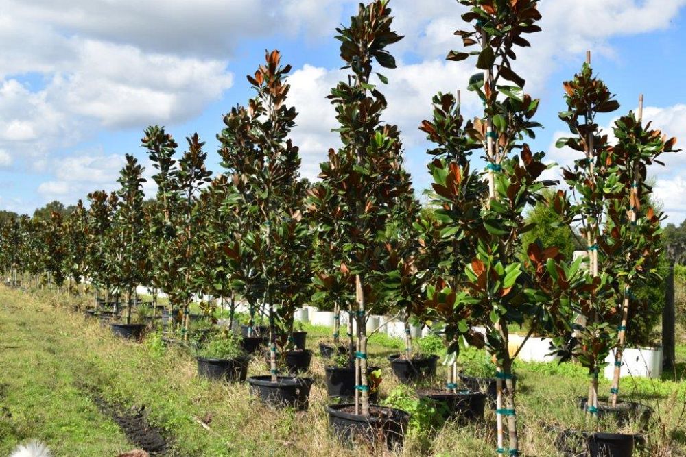 magnolia-grandiflora-d-d-blanchard-southern-magnolia-d-d-blanchard-southern-magnolia