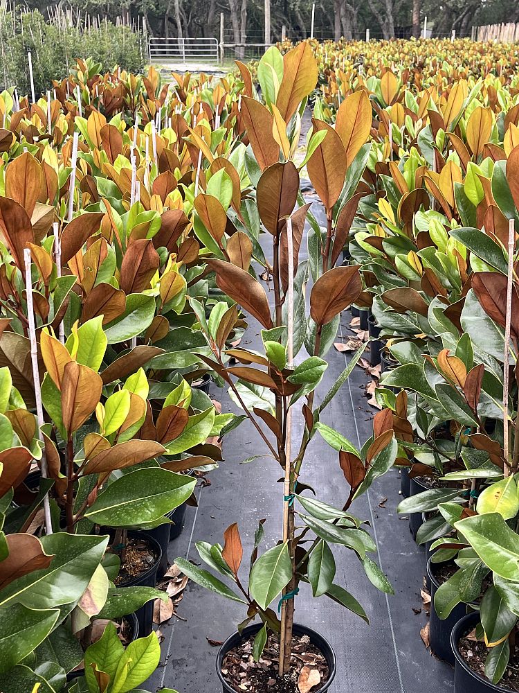 magnolia-grandiflora-d-d-blanchard-southern-magnolia-d-d-blanchard-southern-magnolia