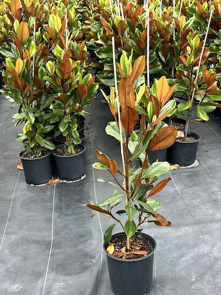 magnolia-grandiflora-d-d-blanchard-southern-magnolia-d-d-blanchard-southern-magnolia