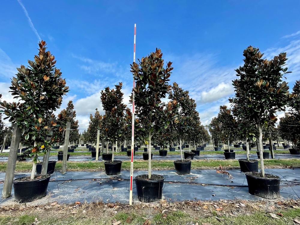 magnolia-grandiflora-d-d-blanchard-southern-magnolia-d-d-blanchard-southern-magnolia