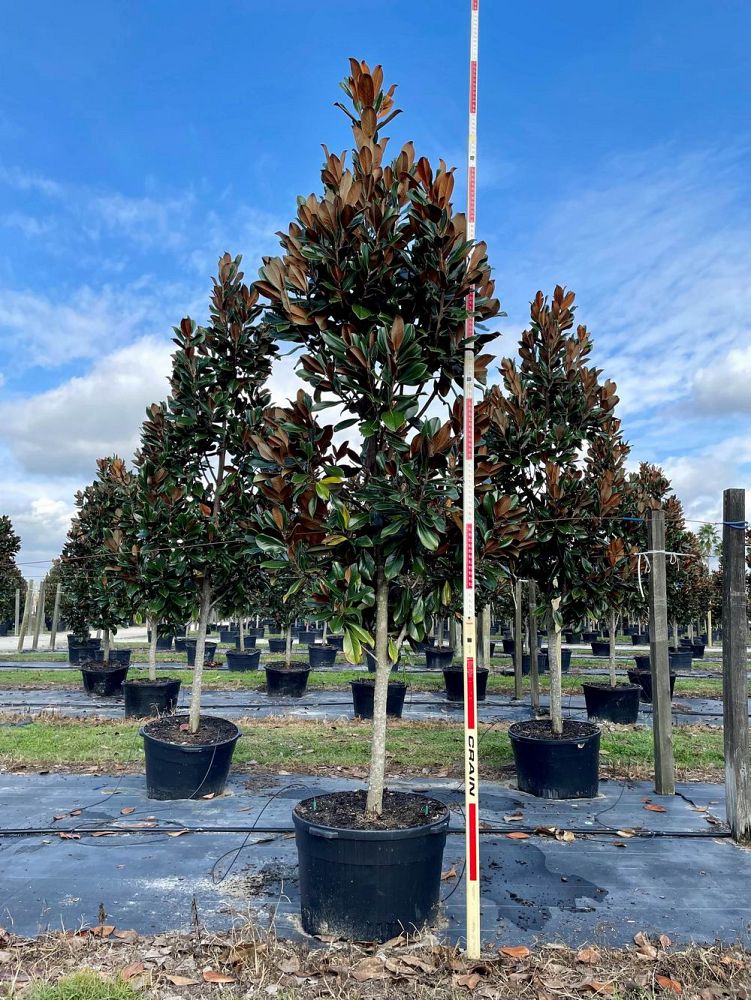 magnolia-grandiflora-d-d-blanchard-southern-magnolia-d-d-blanchard-southern-magnolia