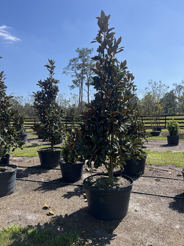 magnolia-grandiflora-d-d-blanchard-southern-magnolia-d-d-blanchard-southern-magnolia