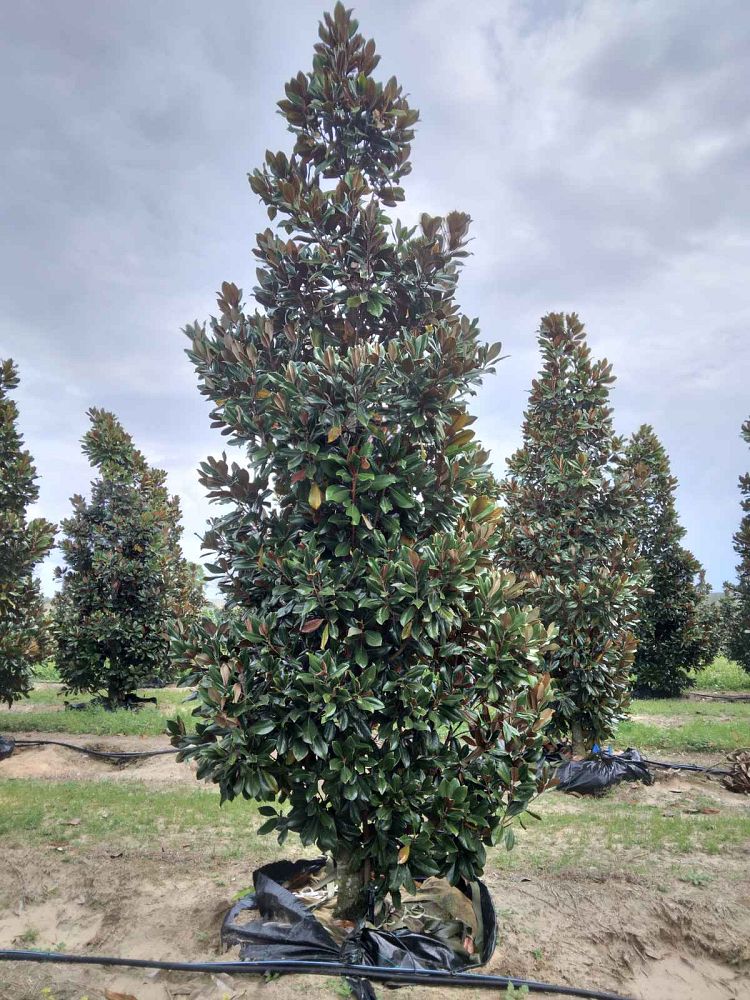 magnolia-grandiflora-d-d-blanchard-southern-magnolia-d-d-blanchard-southern-magnolia