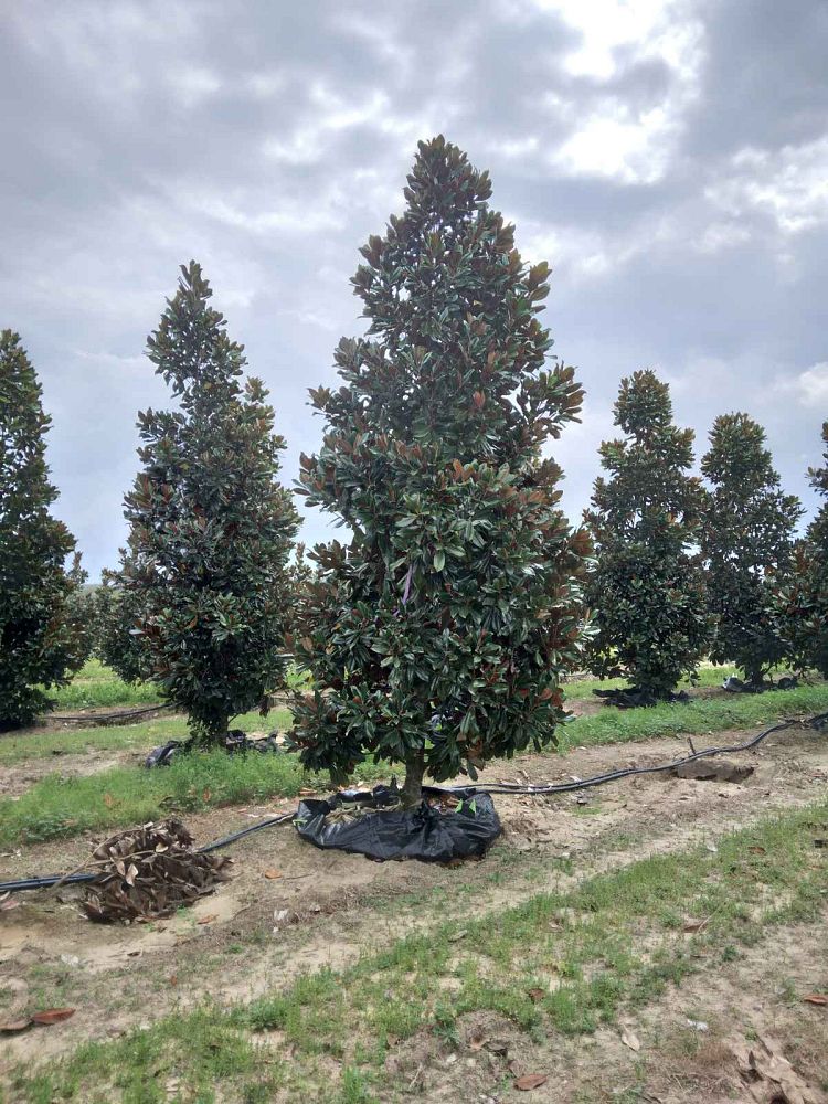 magnolia-grandiflora-d-d-blanchard-southern-magnolia-d-d-blanchard-southern-magnolia