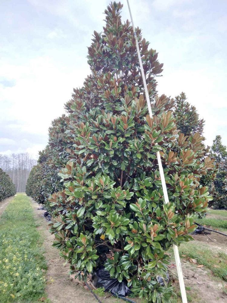 magnolia-grandiflora-d-d-blanchard-southern-magnolia-d-d-blanchard-southern-magnolia