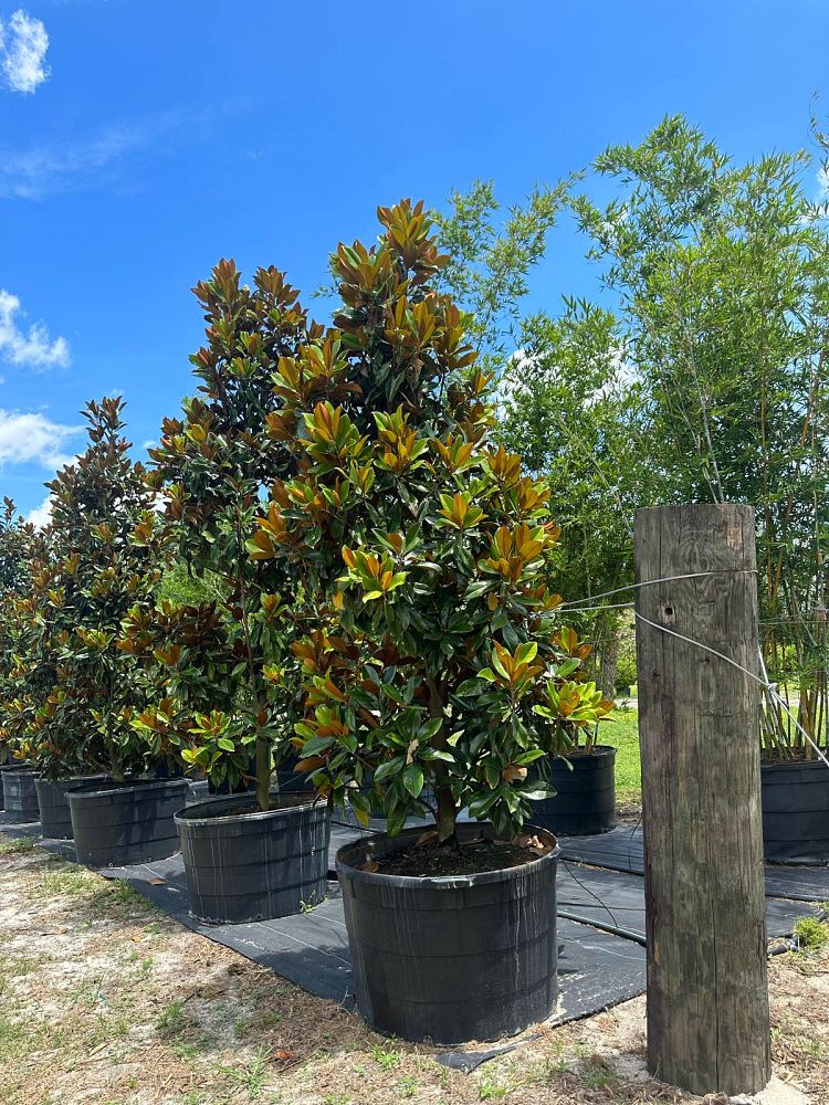 magnolia-grandiflora-d-d-blanchard-southern-magnolia-d-d-blanchard-southern-magnolia