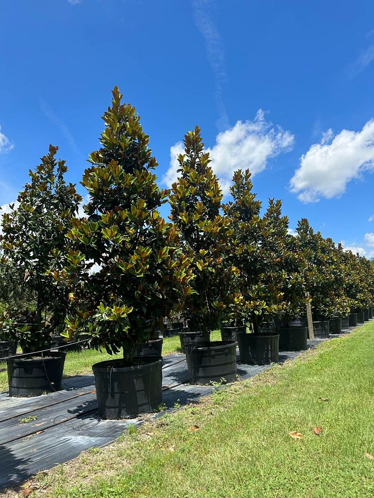 magnolia-grandiflora-d-d-blanchard-southern-magnolia-d-d-blanchard-southern-magnolia